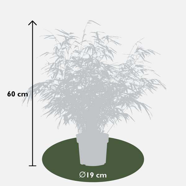 2x Fargesia rufa - ↨60cm - Ø19  BotanicBridge