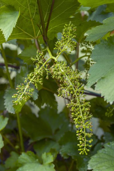 Vitis vinifera 'Boskoop Glory' - Blauwe druif - Ø13cm - ↕45cm  BotanicBridge