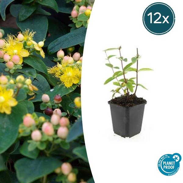 Hypericum inodorum 'Annebel' - ↕10-25cm - Ø9cm - 12x  BotanicBridge