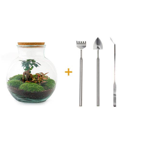 DIY terrarium - Teddy bonsai - ↕ 26,5 cm - Rake + Shovel + Tweezer  BotanicBridge