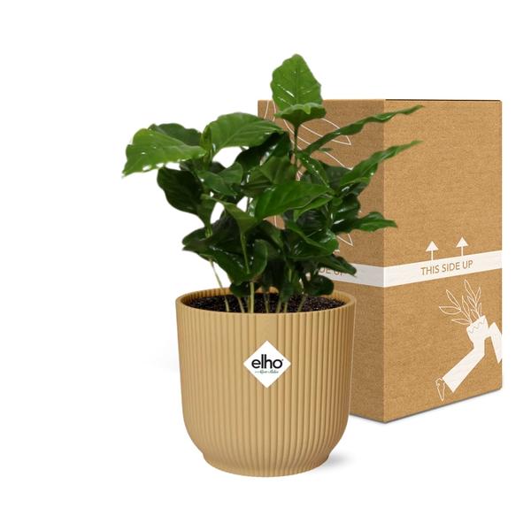 Coffea Arabica in ELHO Vibes Fold 14cm geel  BotanicBridge