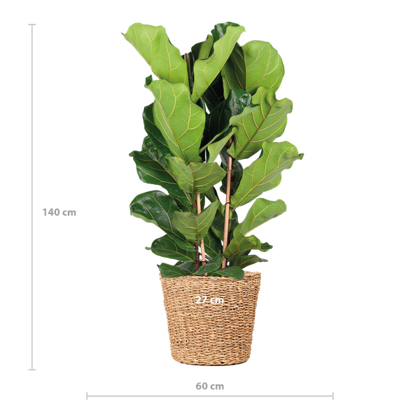 Ficus Lyrata XL met Torun mand - 140cm - Ø27  BotanicBridge