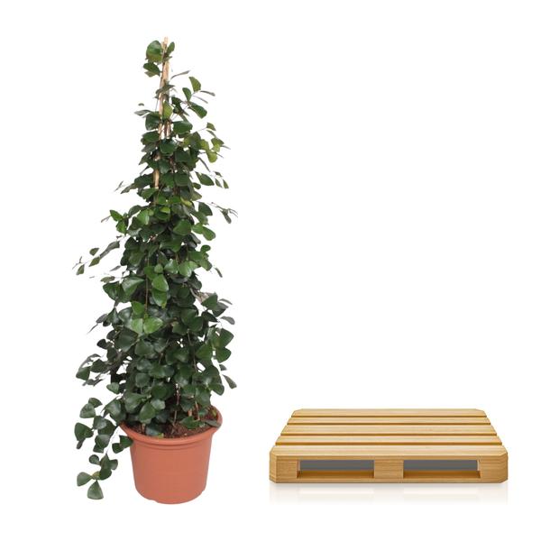 Ficus Trinova pyramide - 240 cm - ø50  BotanicBridge