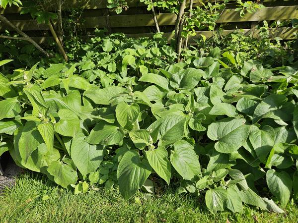 Phlomis russeliana - ↕10-25cm - Ø9cm - 20x  BotanicBridge