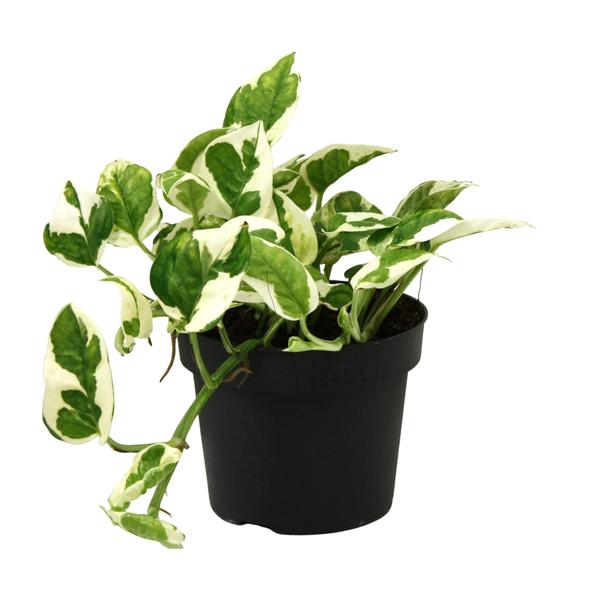 Scindapsus (Epipremnum) N'joy - Ø12cm - ↕15cm  BotanicBridge