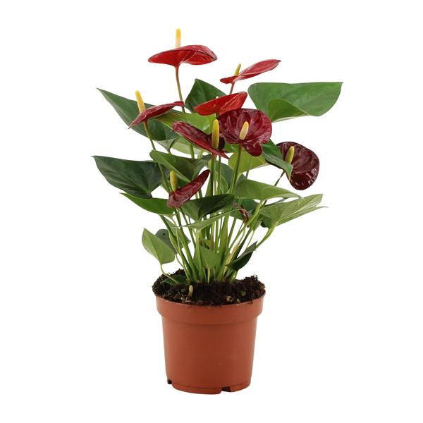 Anthurium Calon In Transparant Sleeve - Ø12cm - ↕36cm  BotanicBridge