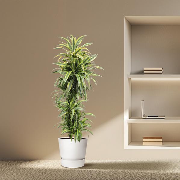 Dracaena Lemon Lime - 170 cm - ø34  BotanicBridge