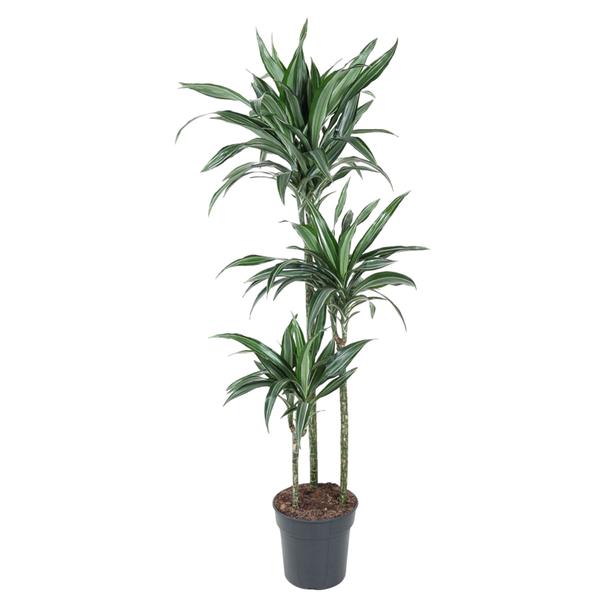 Dracaena Ulises - 150 cm - ø24  BotanicBridge