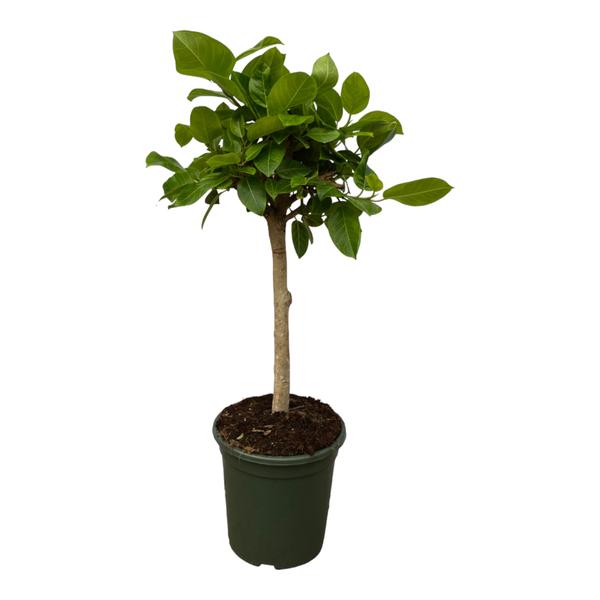 Ficus Altissimo variegata - 120 cm - Ø33cm  BotanicBridge