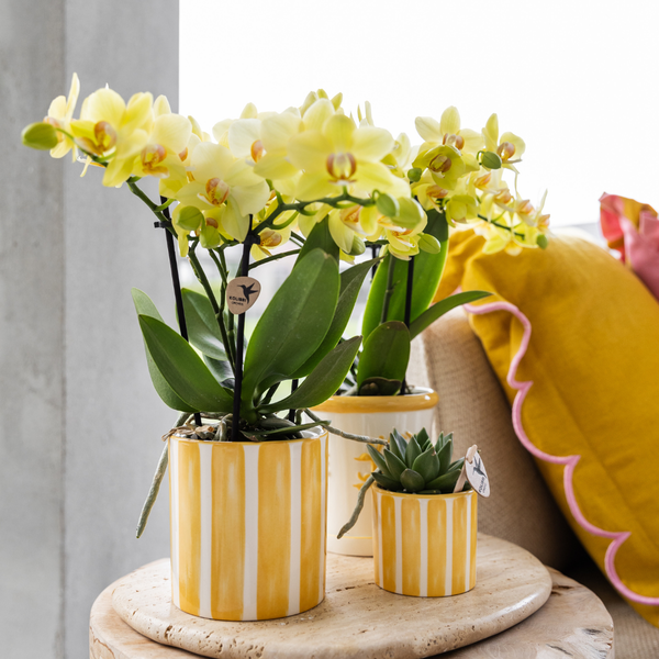 Kolibri Home | Painted stripe  - Yellow - Ø9cm  BotanicBridge