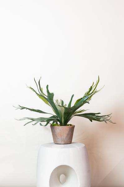 Kunstplant - Staghorn Fern - Hertshoorn - 50 cm  BotanicBridge