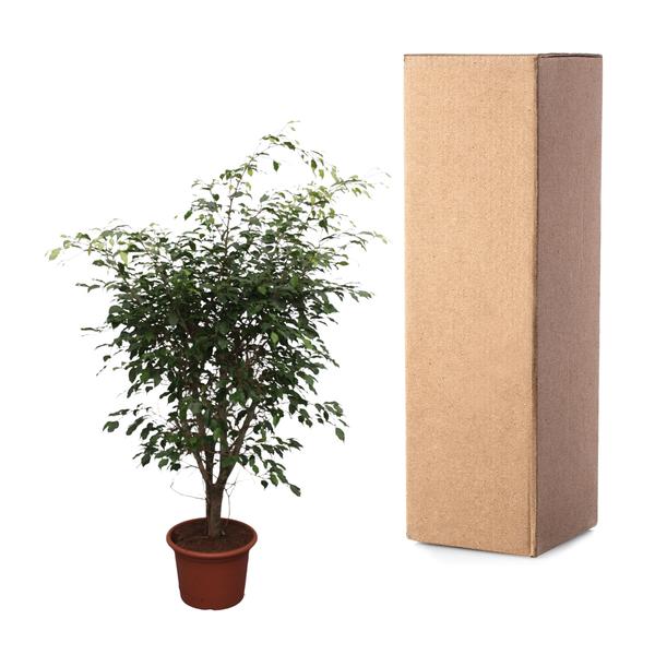 Ficus Benjamina Exotica vertakt - 150 cm - ø40  BotanicBridge