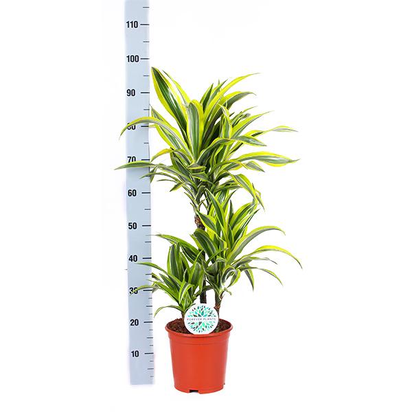 Dracaena Lemon Lime Ø21cm - ↕65cm in Boule ANTRACIET pot  BotanicBridge