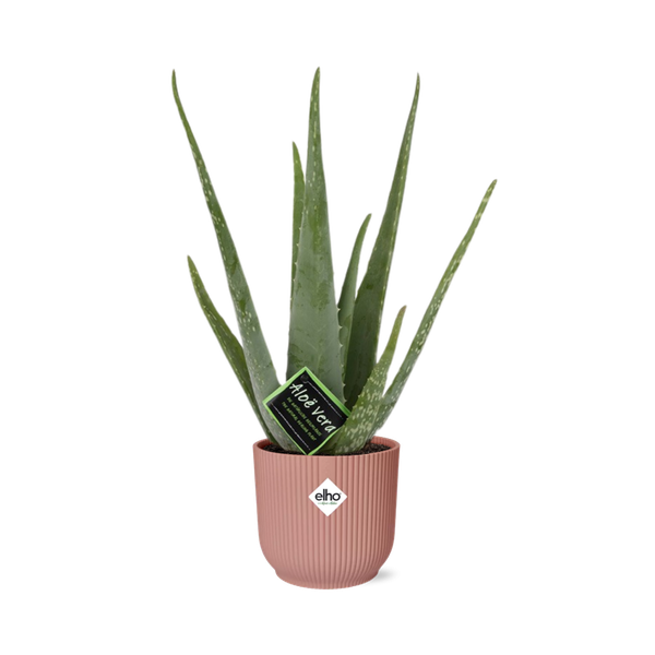 Aloe Vera 12cm in ELHO Vibes Fold 14cm roze  BotanicBridge