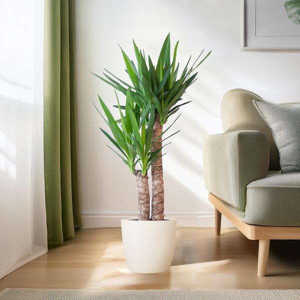 Yucca Elephantipes met Viber wit - 90cm - Ø21  BotanicBridge