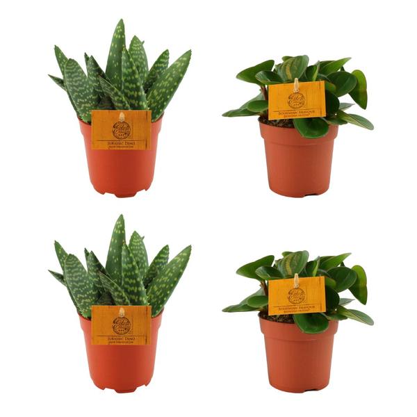 2x Aloe Paradisicum + 2x Peperomia Obtipan Green  - 4 stuks - Ø10.5cm - ↕10cm  BotanicBridge