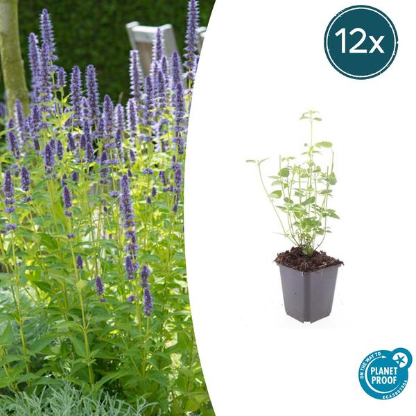 Agastache 'Black Adder' - ↕10-25cm - Ø9cm - 12x  BotanicBridge