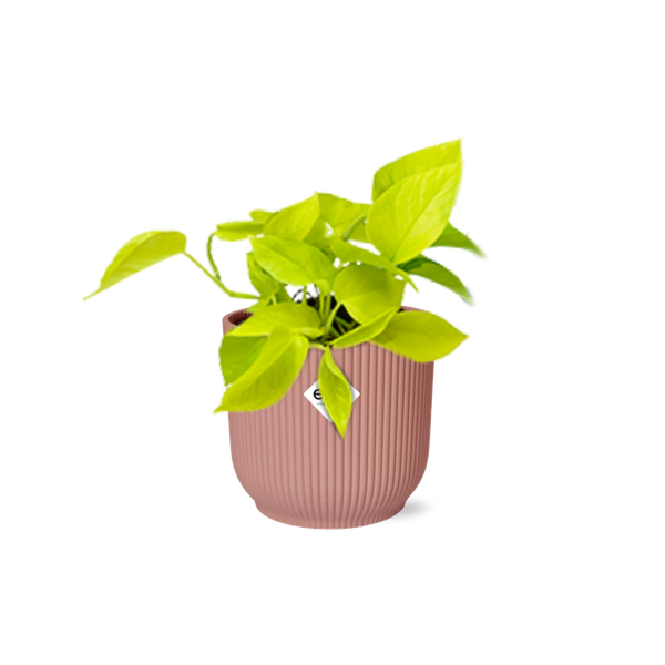 Epipremnum Pinnatum ‘Golden Pothos’ in ELHO Vibes Fold 14cm roze  BotanicBridge