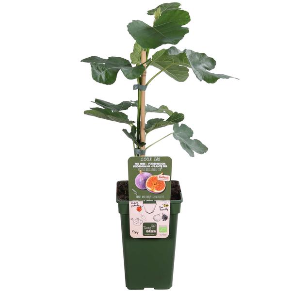 Ficus Gustissimo Perretta - Ø19cm - ↕50cm - Ø19 - ↨50cm  BotanicBridge