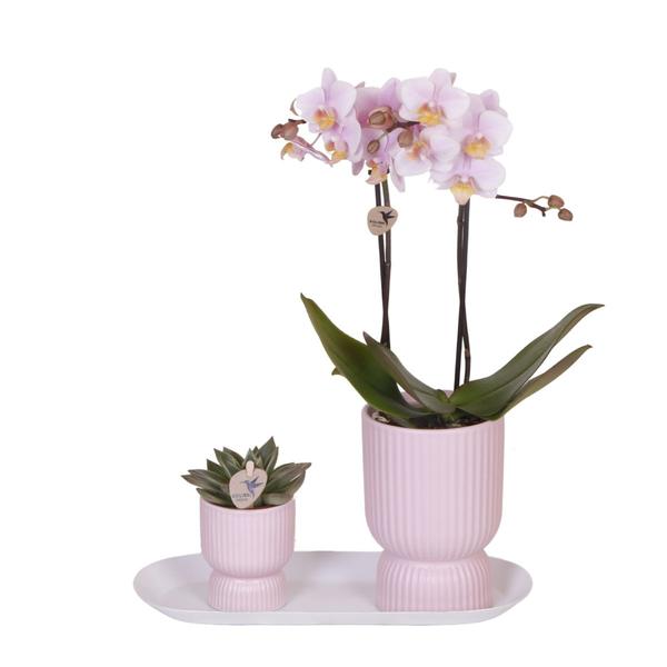 Kolibri Orchids | Plantenset Floral Blush pink small| Groene planten met Phalaenopsis orchidee in Floral Blush pink sierpotten en wit dienblad  BotanicBridge