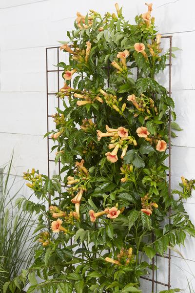 Campsis Indian Summer - Trompetbloem Oranje - Ø15cm - ↕65cm - Ø15 - ↨65cm  BotanicBridge