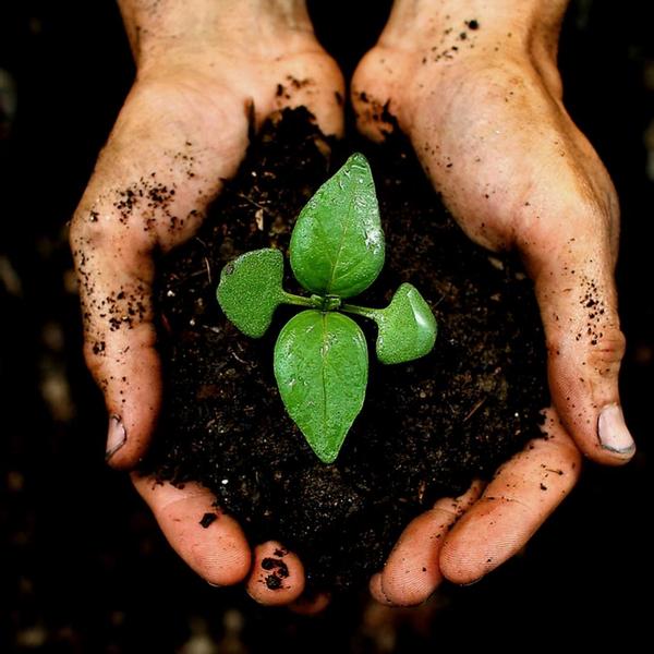 Culvita - Biologische Veenvrije potgrond 40 liter - Potgrond voor kamerplanten & buitenplanten - inclusief organische meststof  BotanicBridge