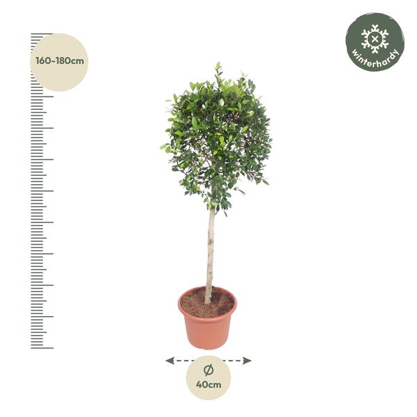 Ficus Nitida boom - 170 cm - ø40  BotanicBridge