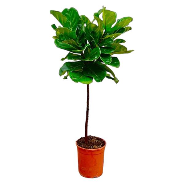 Ficus Lyrata stam - 130 cm - ø24  BotanicBridge