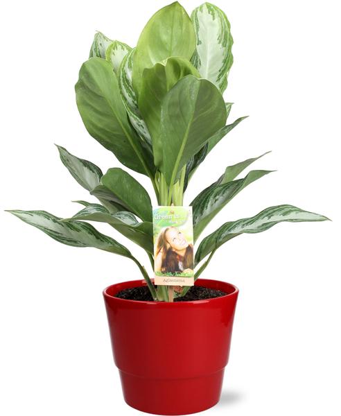 Aglaonema Silver Bay - Ø17cm - ↕55cm + Pot Basic D18x15cm - Rood  BotanicBridge