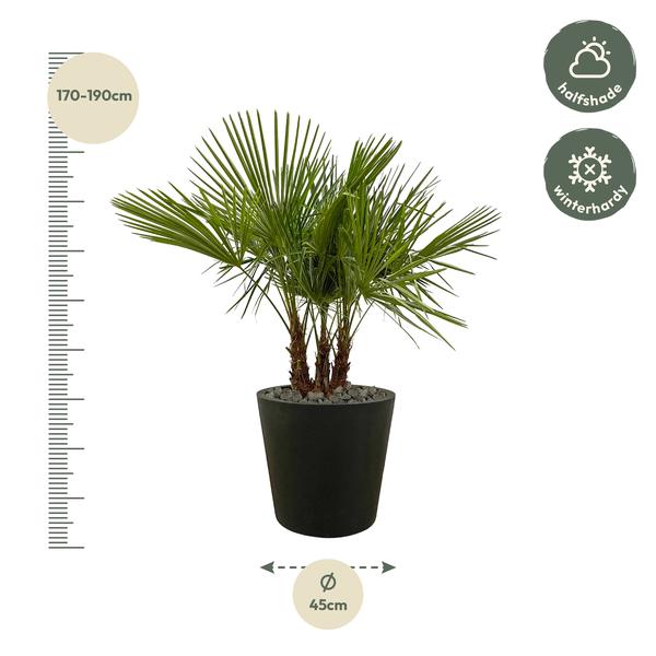 Trachycarpus multi stam - 180cm- Ø45  BotanicBridge