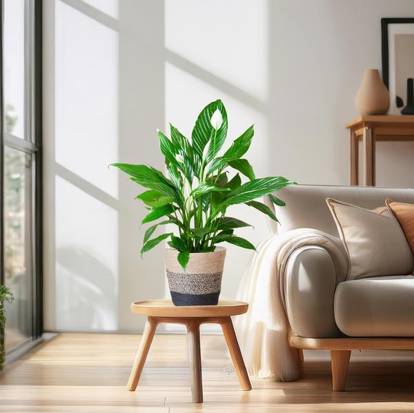 Spathiphyllum met Mand Lissabon zwart - 80cm - Ø21  BotanicBridge