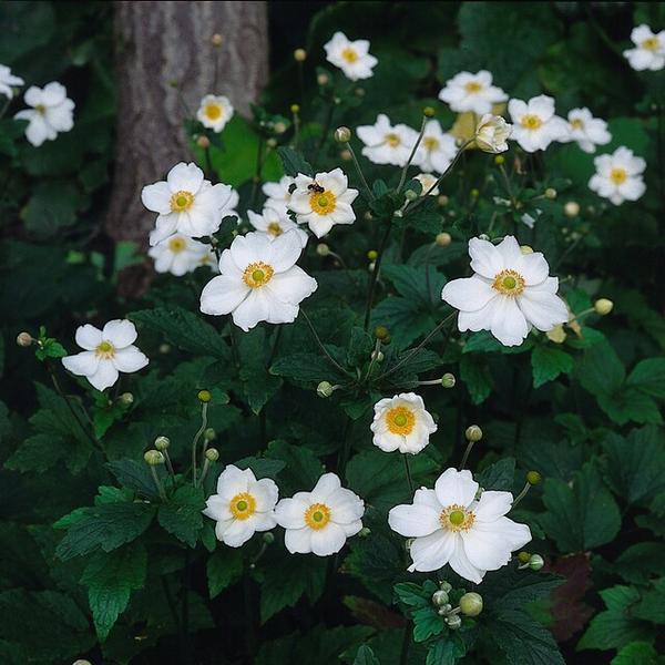 Anemone hyb. 'Honorine Jobert' - ↕10-25cm - Ø9cm - 40x  BotanicBridge