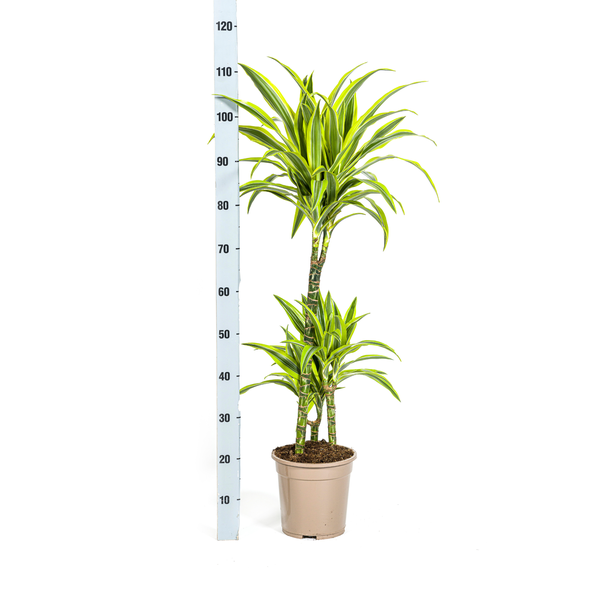 Dracaena Deremensis Lemon Lime Ø21cm - ↕100cm  BotanicBridge