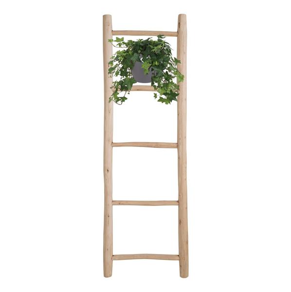 Hedera Helix Groen - Hangpot Wit / Basic - Ø17cm - ↕cm  BotanicBridge