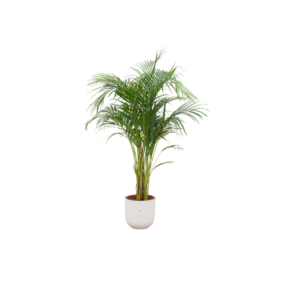 Combi deal - Areca palm inclusief elho Jazz Round wit Ø26 - 140 cm  BotanicBridge