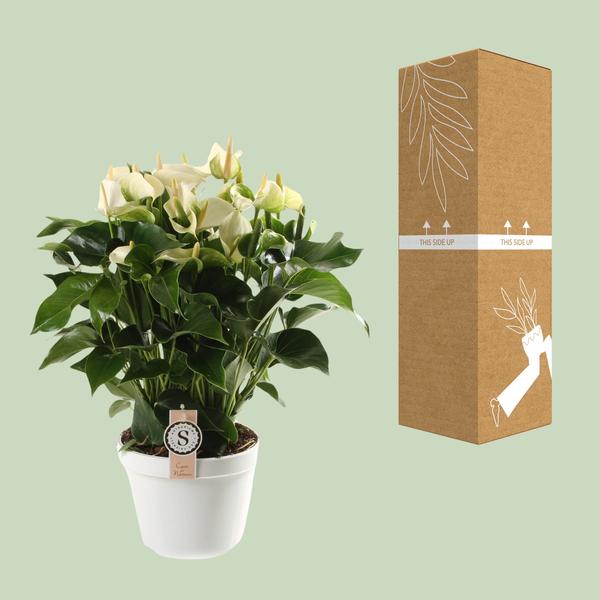 Anthurium White Champion 21cm - Ø21cm - ↕65cm  BotanicBridge