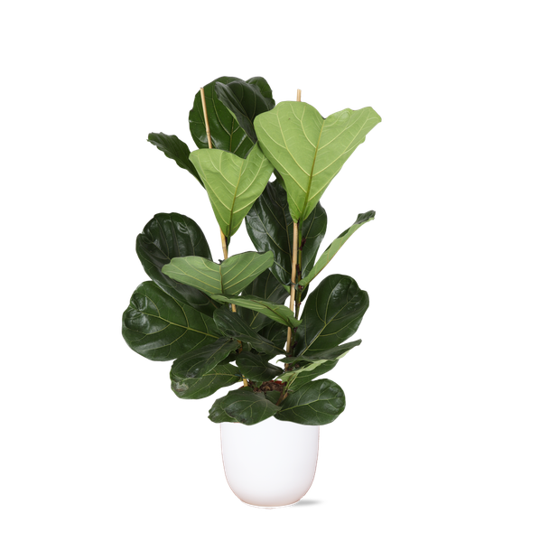 Ficus Lyrata - Ø24cm - ↕120cm in Boule WIT pot  BotanicBridge