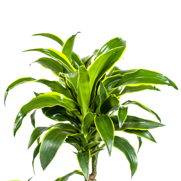 Dracaena Deremensis Dorado Ø21cm - ↕110cm  BotanicBridge