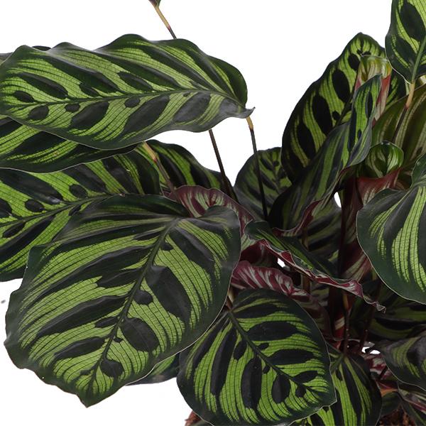 Calathea Makoyana Ø21cm - ↕70cm in Vibes BLUE pot  BotanicBridge