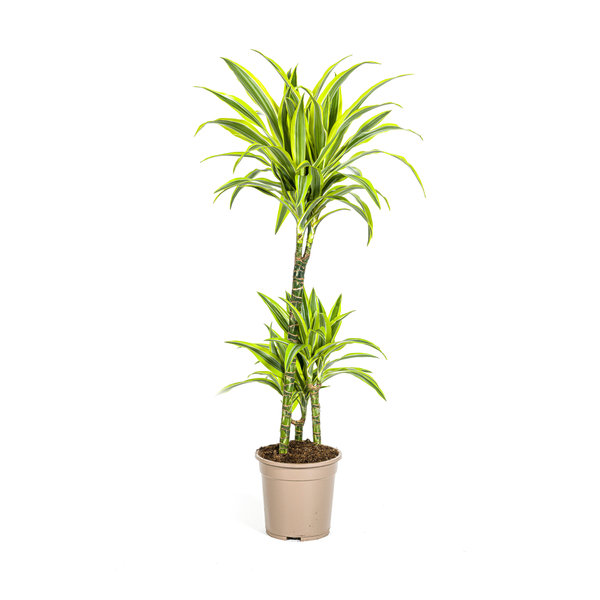 Dracaena Deremensis Lemon Lime Ø21cm - ↕100cm  BotanicBridge