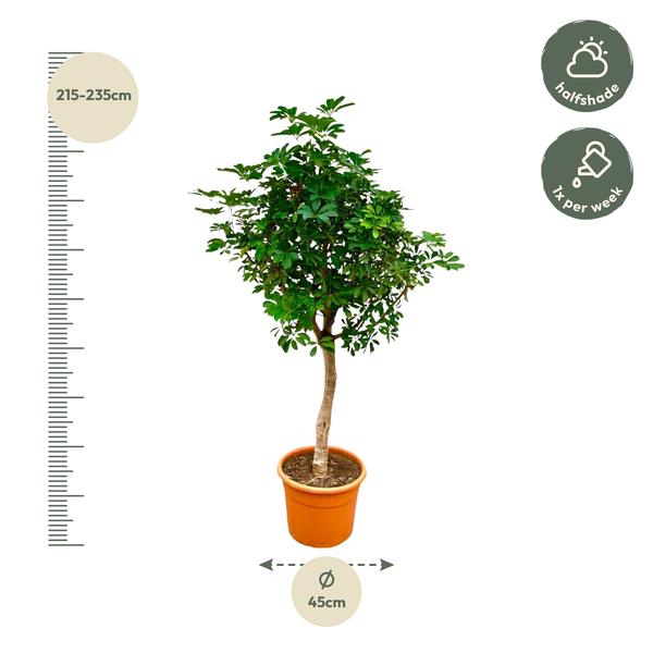 Schefflera op stam - 225cm - ø45  BotanicBridge